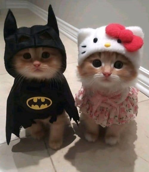 Galeri fotoğrafı 20